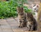 Three outbred kittens are sitting in the garden on the walkway.