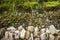 Three overlapping stone grunge walls with lichens and green vegetation in the park. Overlay stone walls texture background