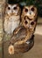 Three Owls