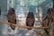 Three owls on a branch under a canopy at the zoo.