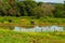 Three oxen grazing on the banks of a small pond.