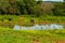 Three oxen grazing on the banks of a small pond.