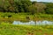 Three oxen grazing on the banks of a small pond.