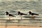 Three Oyster catchers in the seashore
