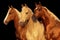 Three Palamino horses
