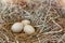 Three Pale Green Eggs In Hay