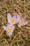 Three pale mauve crocus blossoms and dried grass