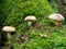 Three pale mushrooms