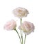 Three pale pink flowers