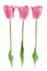 Three pale pink tulips isolated on white background
