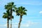 Three palm trees against blue sky