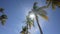 Three palm trees against a blue sky. California