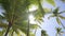 Three palm trees against a blue sky. Carribain