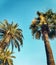 Three palm trees against blue sky in summer