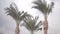 Three palm trees against a cloudy sky in January in Egypt