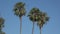 Three palm trees against a deep blue sky