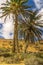 Three palm trees on barren ground in sunshine