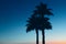 Three palm trees beach sunset