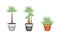 Three Palm Trees in Ceramic Flower Pot