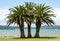 Three palm trees on a grass beach