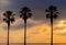 Three Palm trees, heavy dramatic clouds and bright sky.s