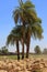 Three palm trees on ruins in Karnak