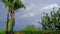 Three palm trees standing. Rainbow on the background.