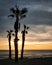 Three palm trees at sunrise on the beach. San Juan beach  Alicante  Spain