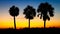 Three Palm Trees at sunset