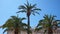 Three palms on a sky background, Greece, Syros island, Ermoupoli