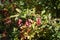 Three panicles of red berries on branch of barberry in autumn