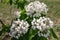 Three panicles of white flowers of catalpa