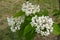 Three panicles of white flowers of catalpa
