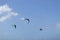 Three parachutes in the blue sky. Kiteboarding.