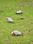 Three Parakeets on Grass at Wilsons Promontory National Park.