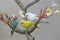 Three parakeets resting on a frangipani tree trunk.