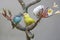 Three parakeets resting on a frangipani tree trunk.