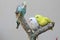 Three parakeets resting on a frangipani tree trunk.