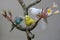 Three parakeets resting on a frangipani tree trunk.