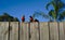 Three parakeets on wooden fence