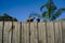 Three parakeets on wooden fence