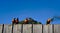 Three parakeets on wooden fence