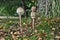 Three parasol mushroom