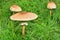 Three parasol mushrooms in a meadow.