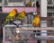 Three parrots