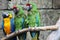 Three parrots ara macaws in jungle