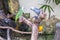 Three parrots, green, gray and yellow, are sitting in an aviary in Kuala Lumpur Bird Park