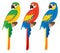 Three parrots macaws