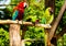 Three parrots red and green