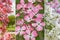 Three parts collage - spring landscape in the park. blooming crab apple, dogwood tree and white blooming bush